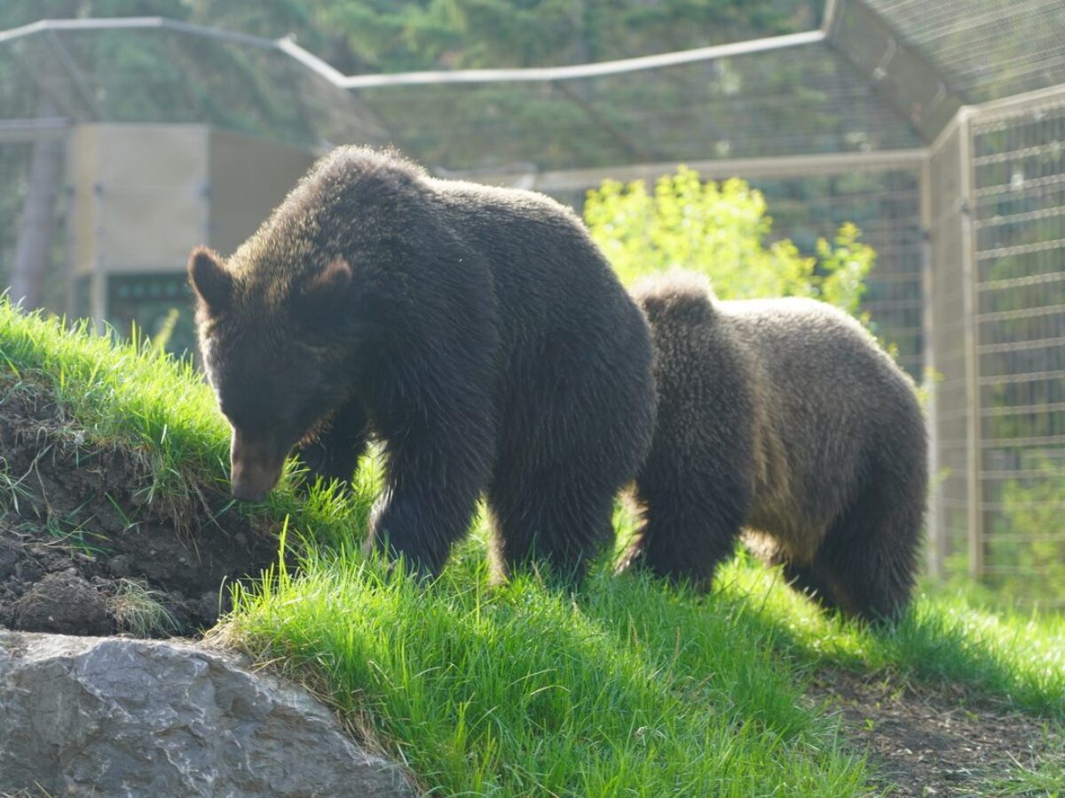 Grizzly bear