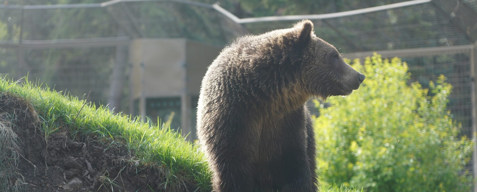 Grizzly bear