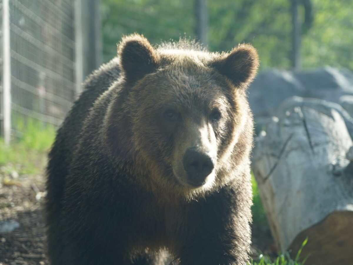 Grizzly bear