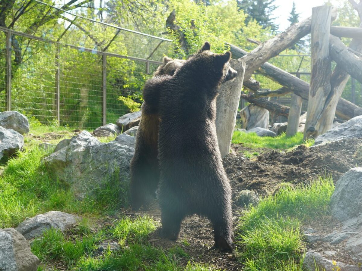 Grizzly bear