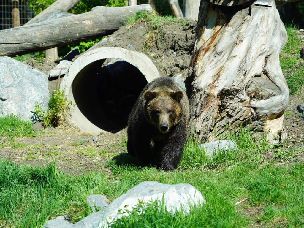 Grizzly bear