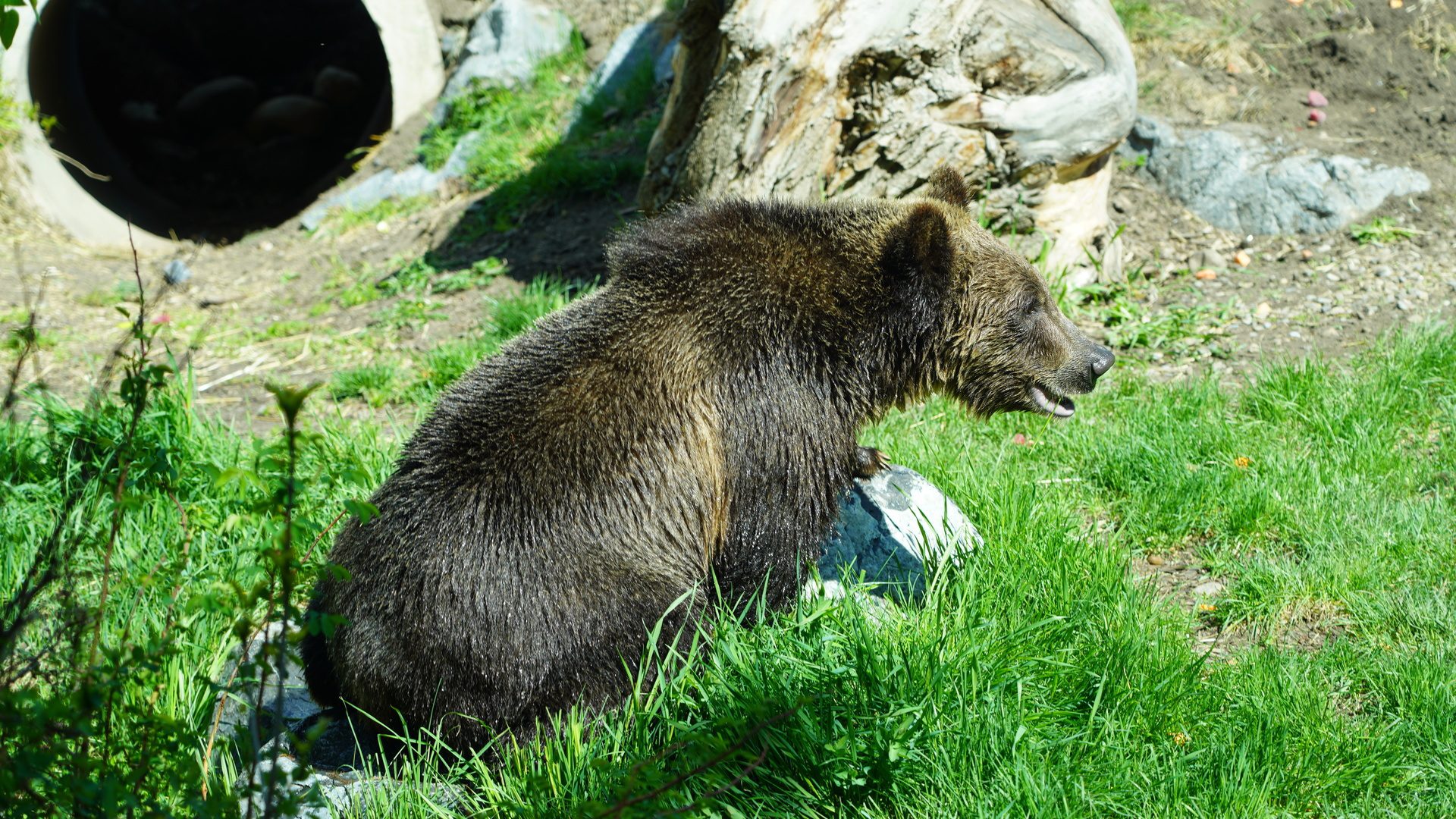 Grizzly bear