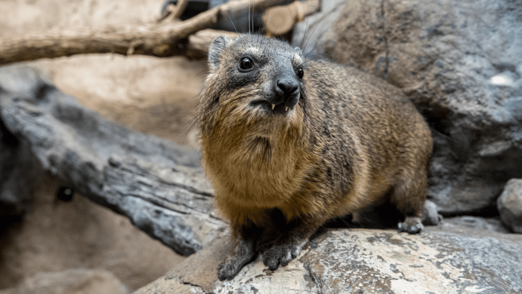 Rock hyrax