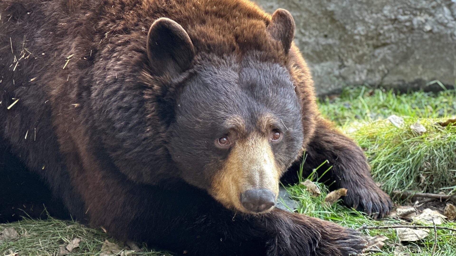 Black bear