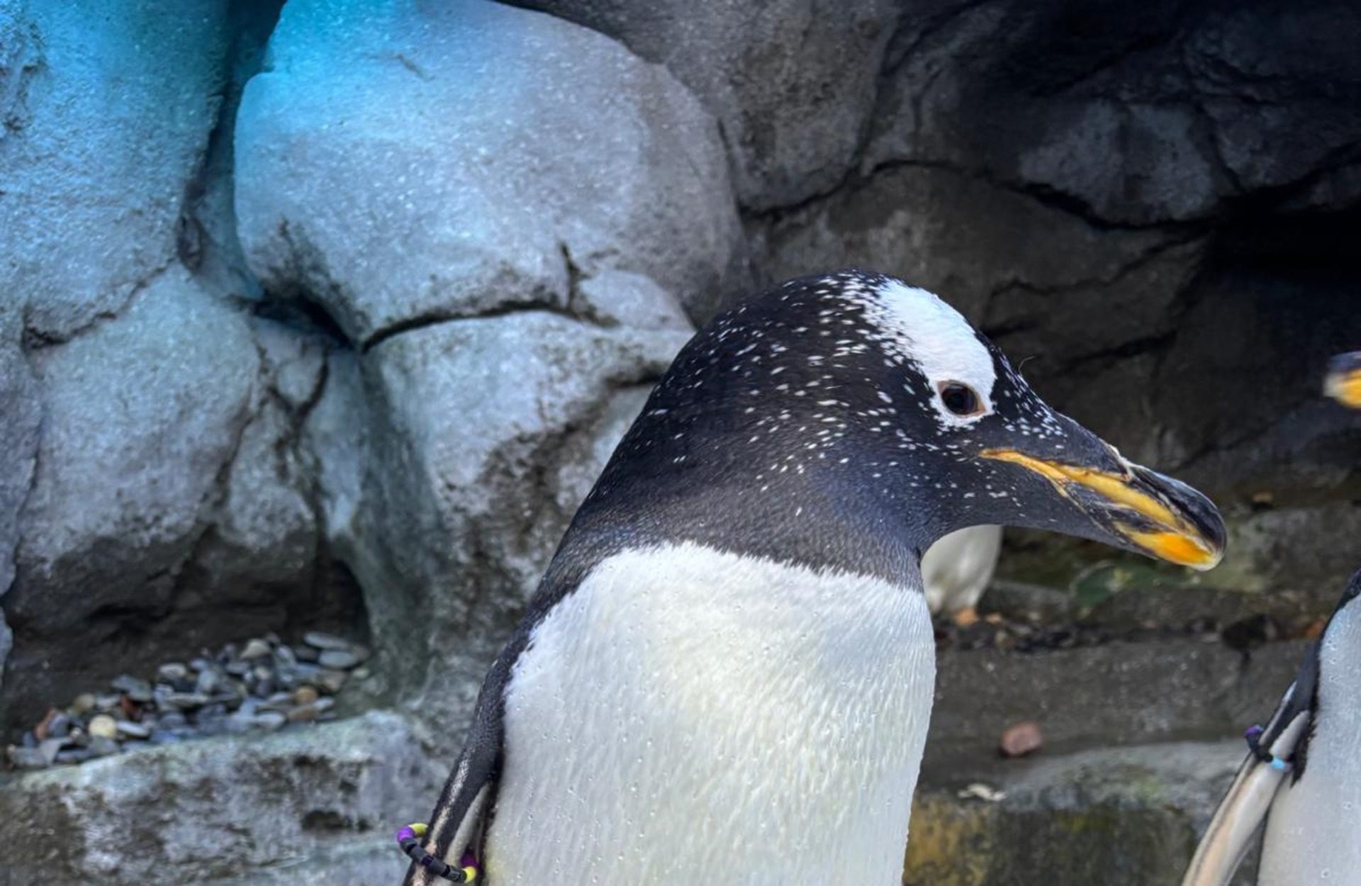Penguin