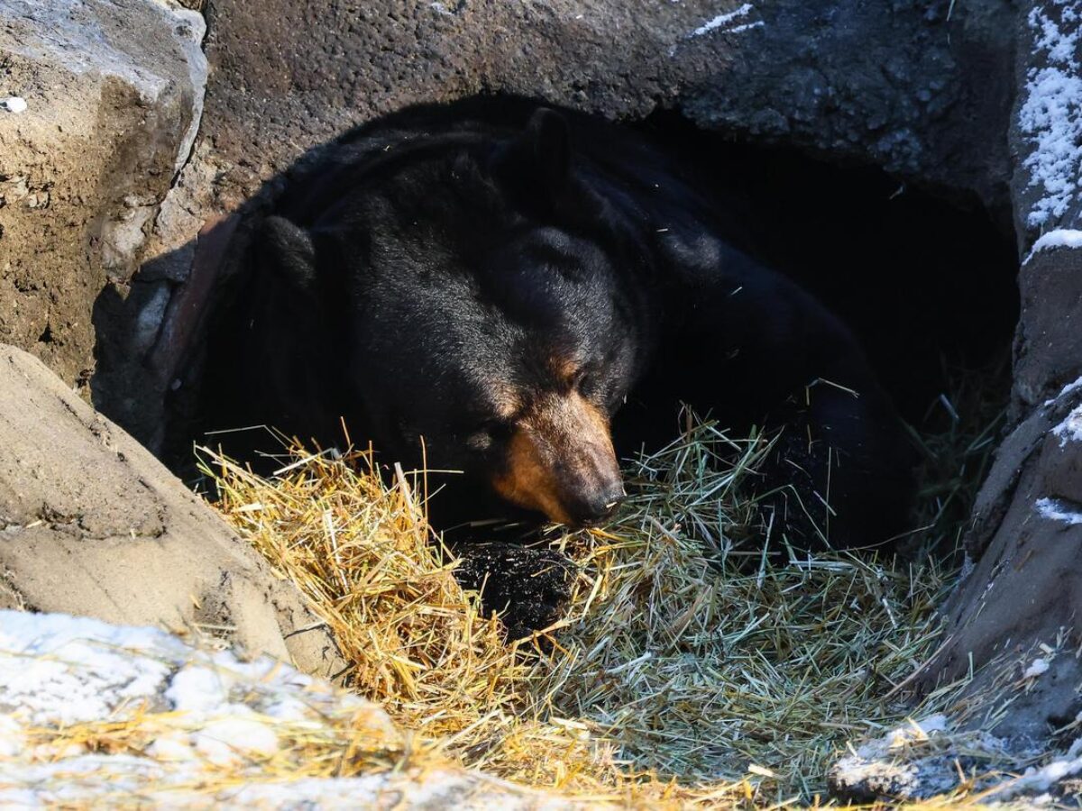 Black bear