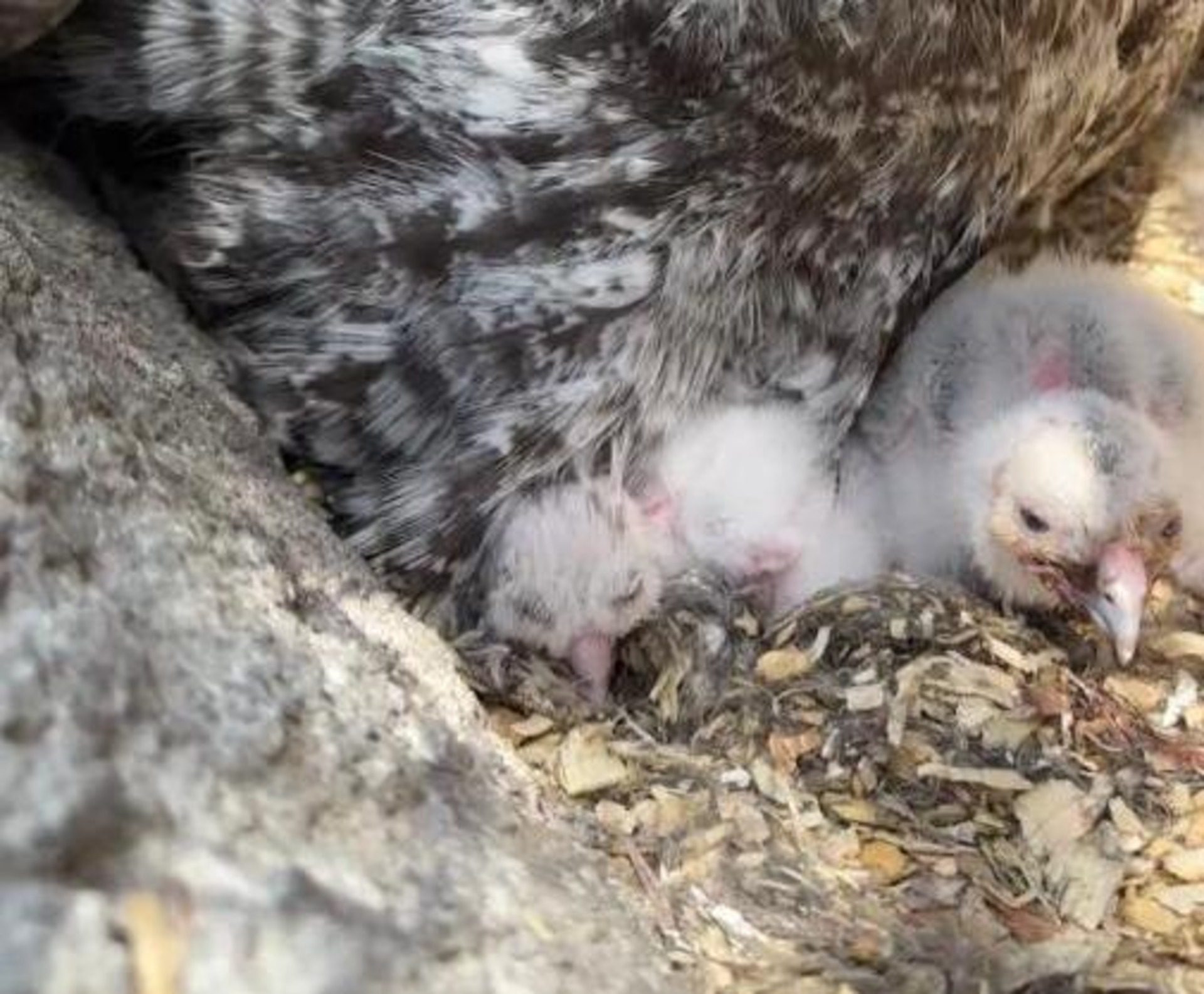 Great grey owl chicks