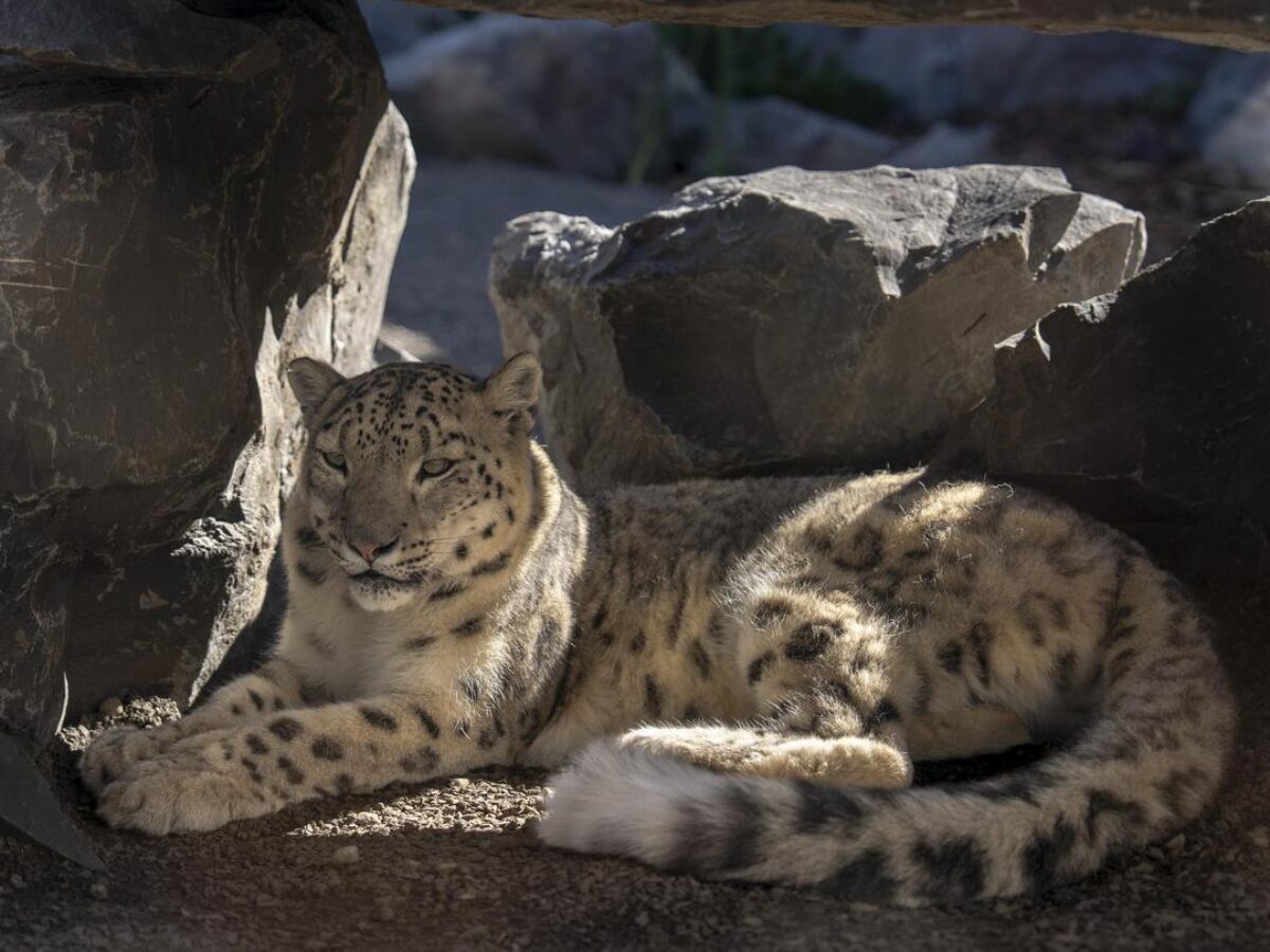 Snow leopard