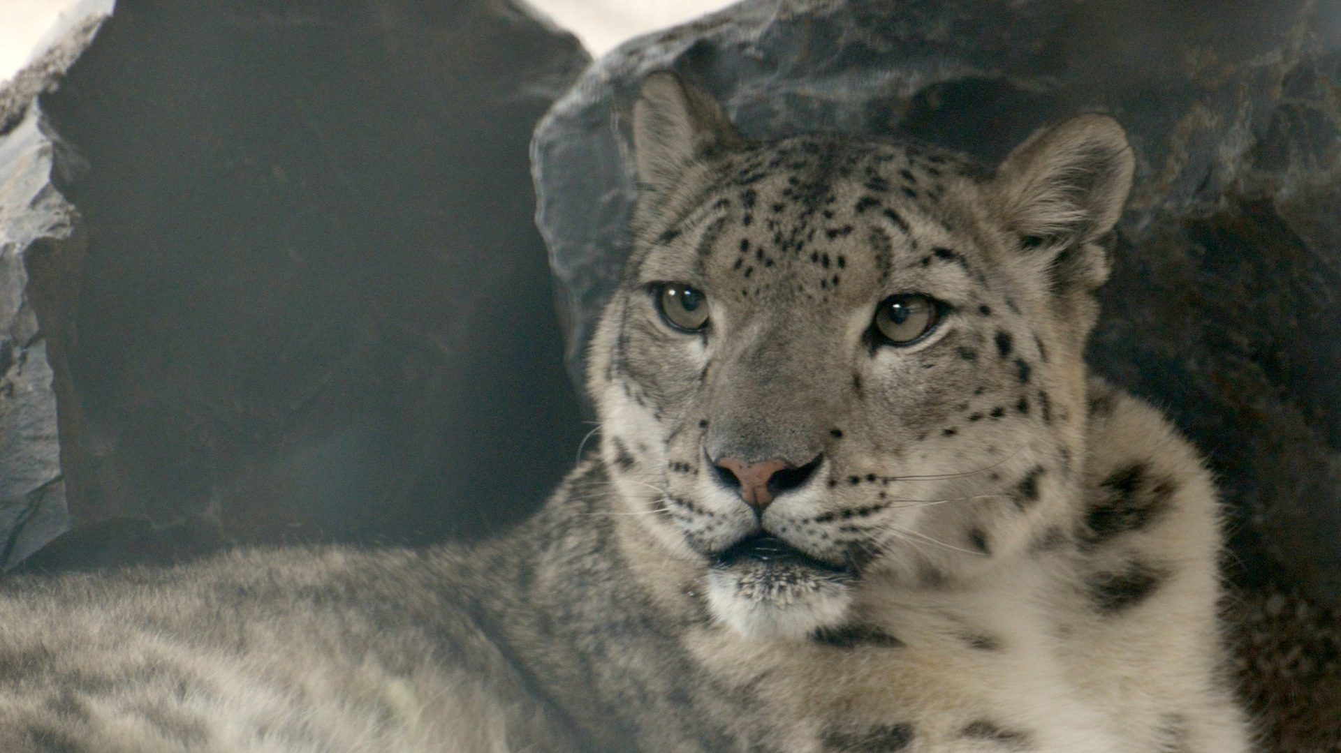 Snow leopard
