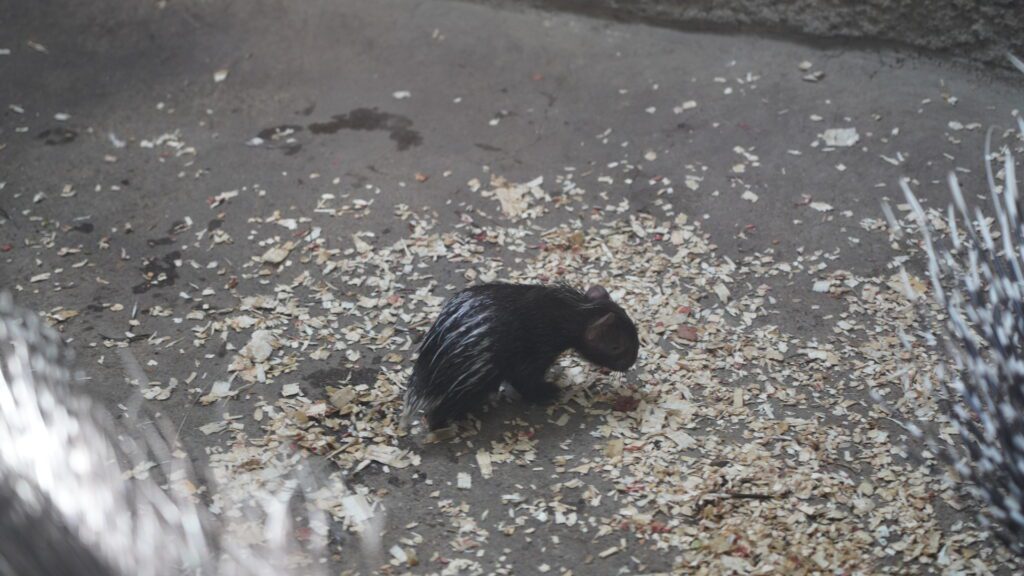 Porcupette