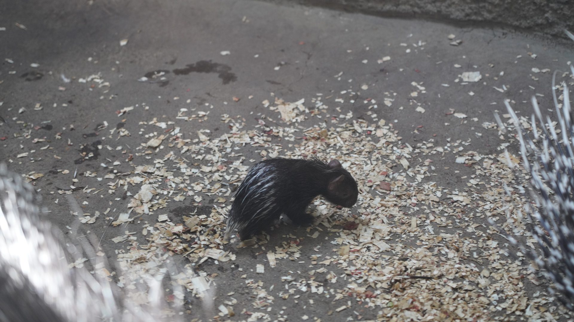 Porcupette