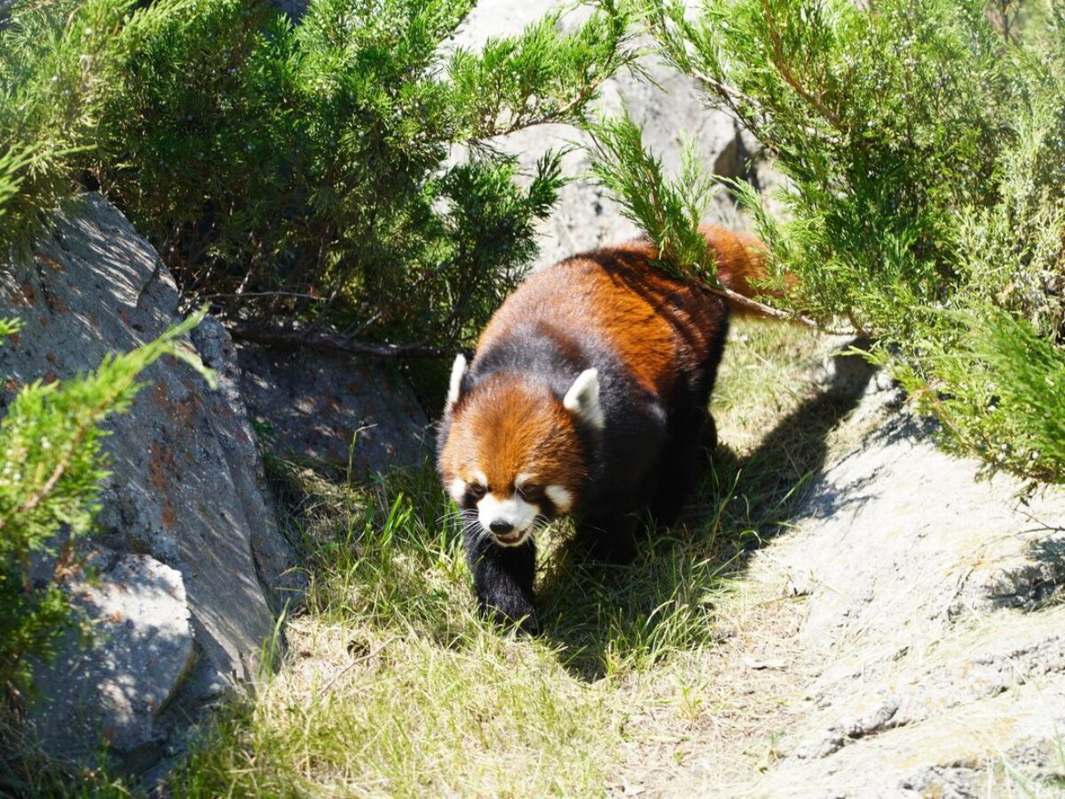 Red panda