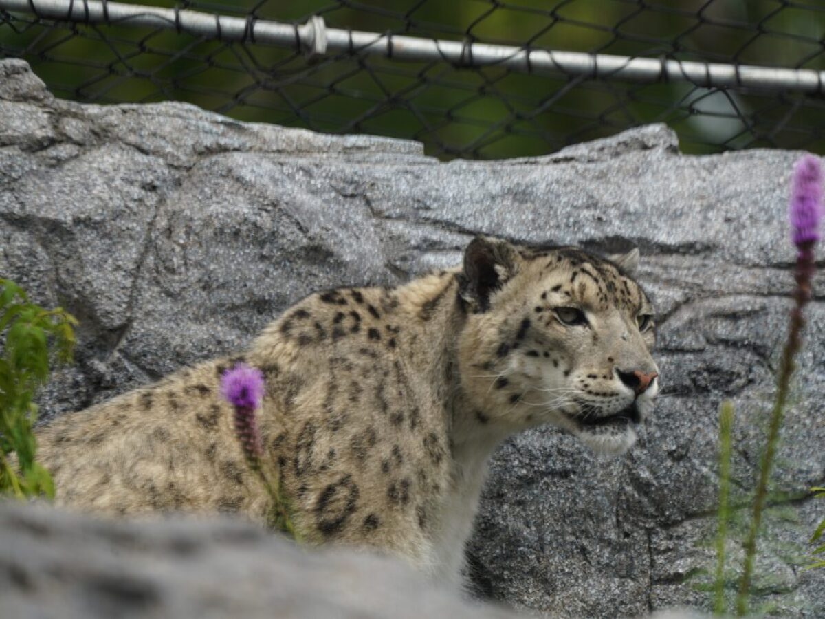 Snow leopard