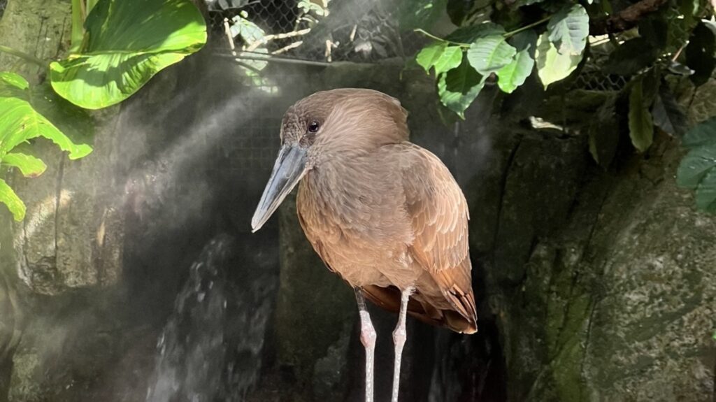 Hamerkop