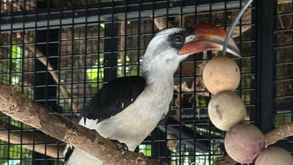 Von der Decken's Hornbill