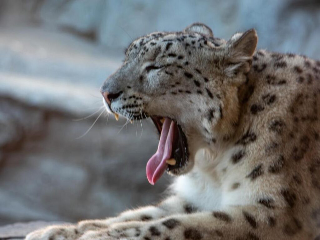 Snow leopard