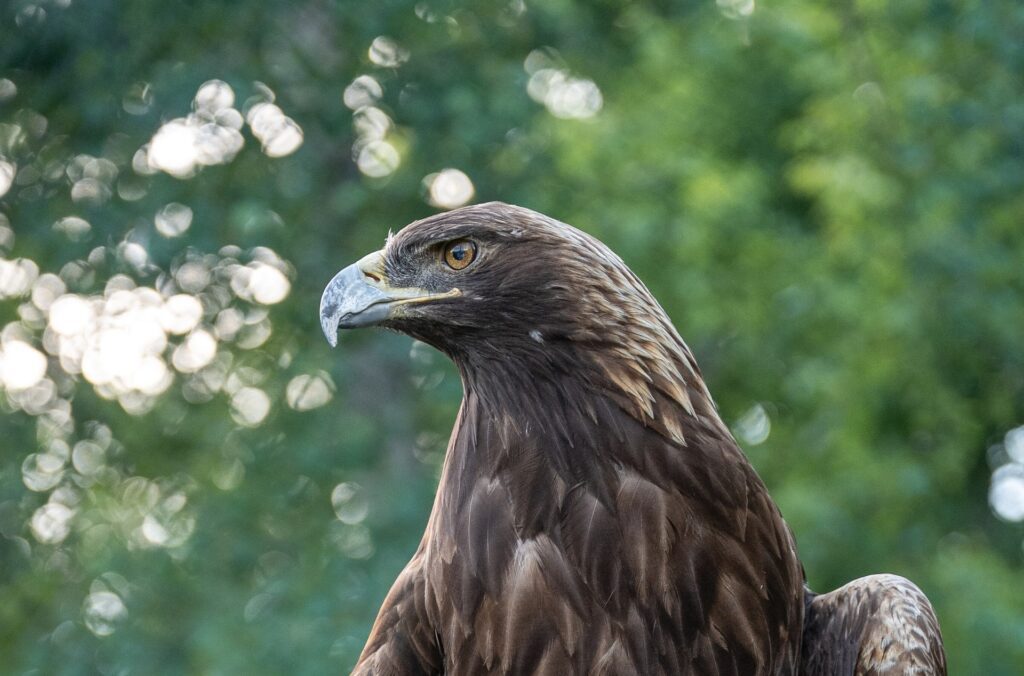 Golden eagle