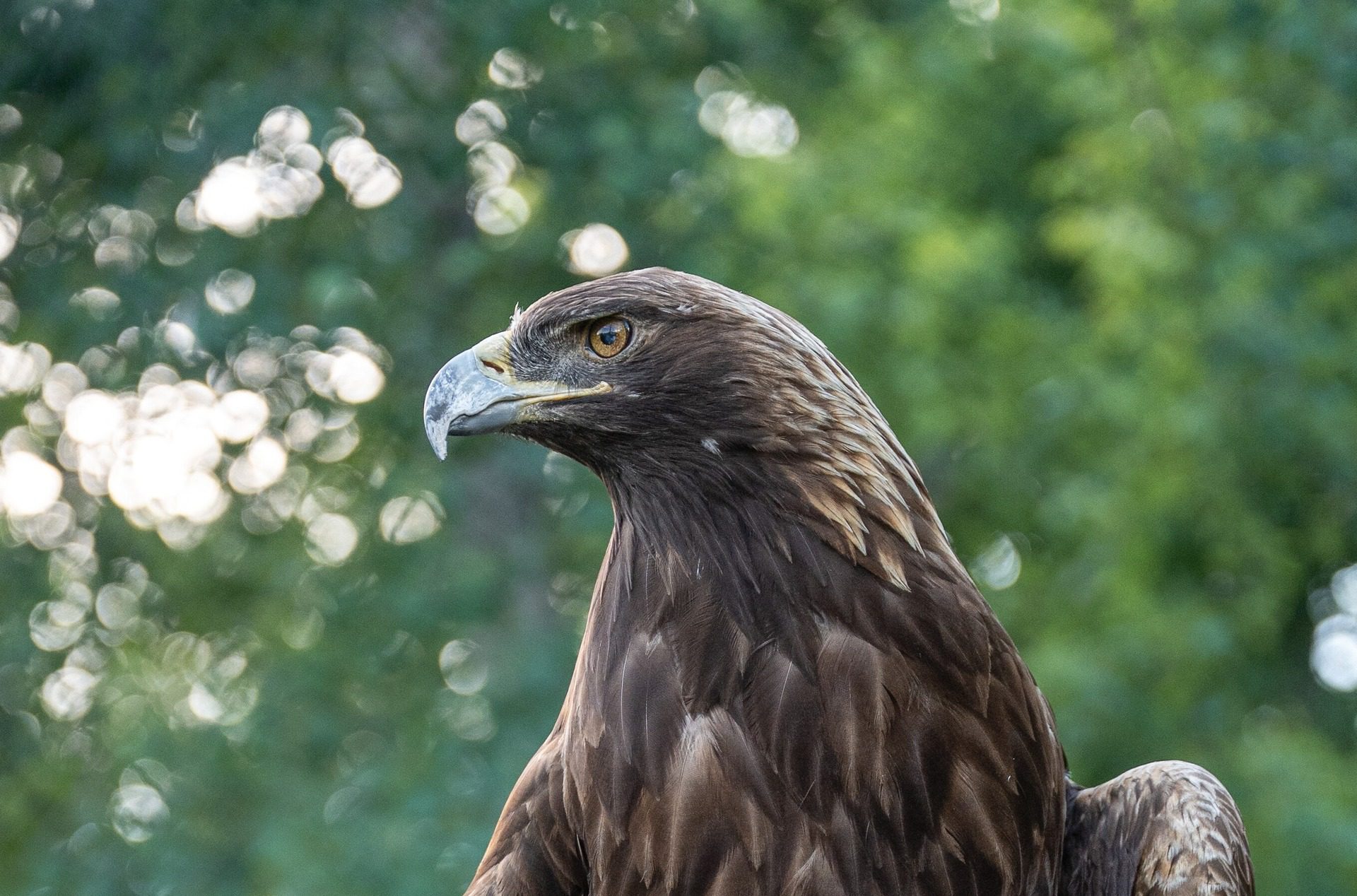 Golden eagle