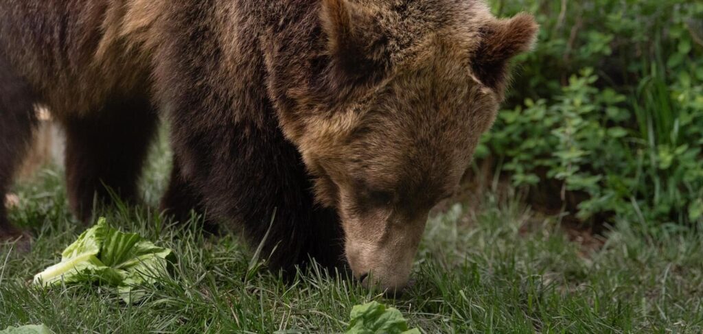 Grizzly bear cub