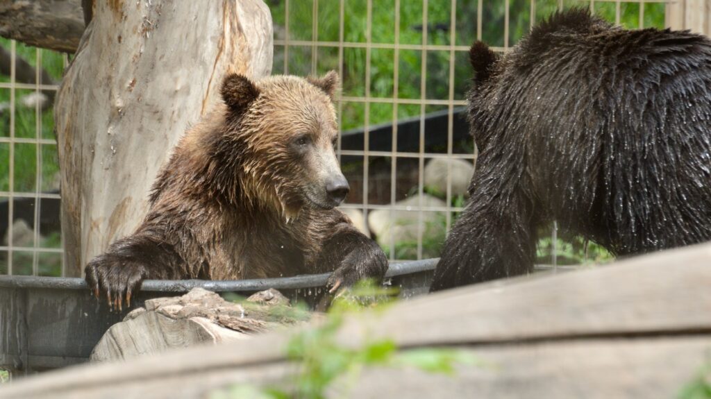 Grizzly Bears