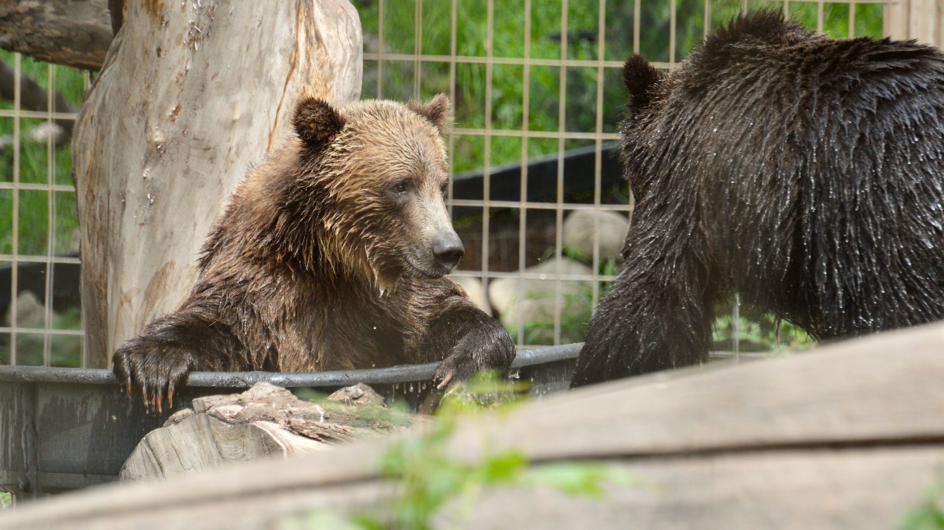 Grizzly Bears