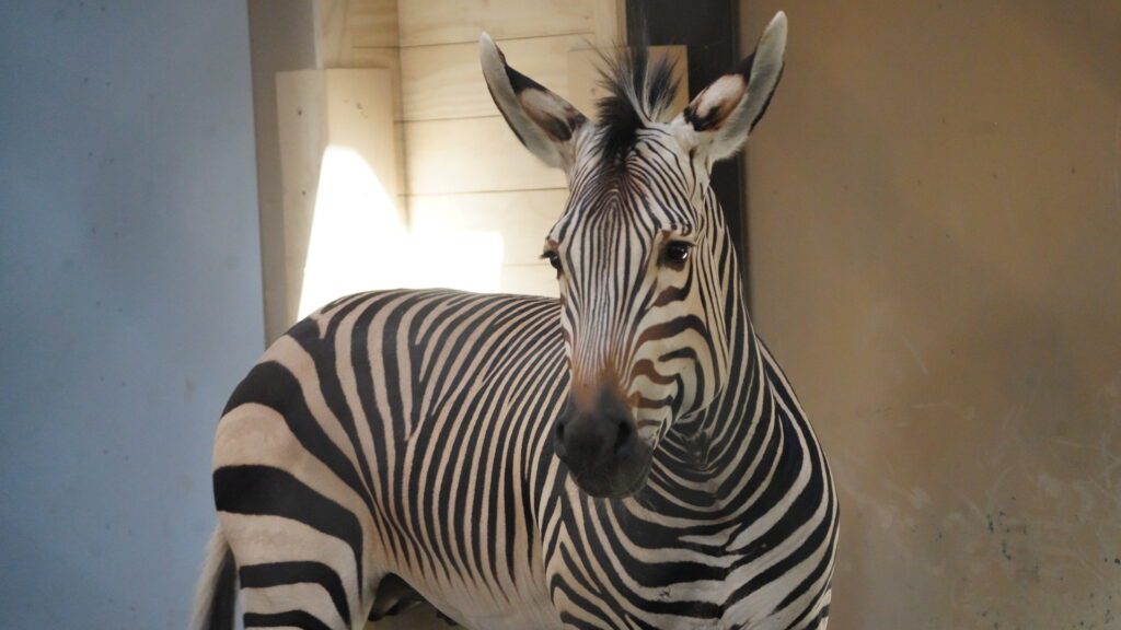 Hartmann's mountain zebra