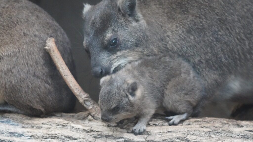 Rock Hyrax