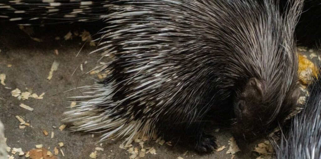 Porcupette