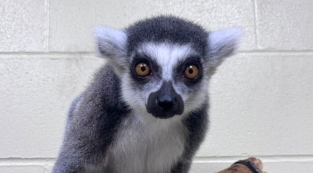 Ring-tailed lemur