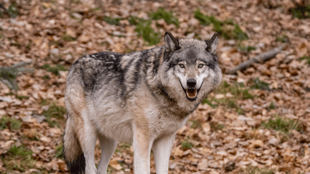 Gray wolf